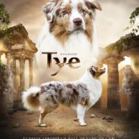 Australian Shepherd Deckrüde ASCA oder FCI | Import Serbien