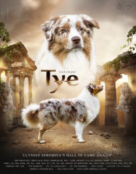 Australian Shepherd Deckrüde ASCA oder FCI | Import Serbien