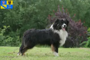 Mehr über den Artikel erfahren Australian Shepherd Züchter und Welpen in Olmütz