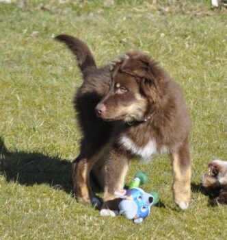Australian Shepherd Welpe mit ASCA Papieren sucht liebevolles Zuhause
