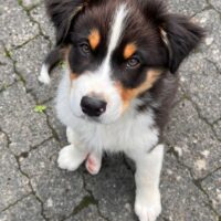 Süße Australian Shepherd Welpen mit ASCA Papieren
