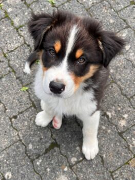 Süße Australian Shepherd Welpen mit ASCA Papieren