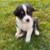 Süße Australian Shepherd Welpen mit ASCA Papieren