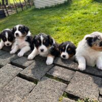 Süße Australian Shepherd Welpen mit ASCA Papieren