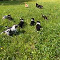 Süße Australian Shepherd Welpen mit ASCA Papieren