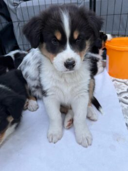 Süße Australian Shepherd Welpen mit ASCA Papieren