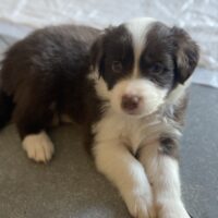 Super süße Australian Shepherd Welpen