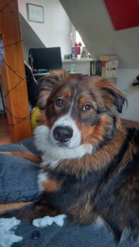 1-jähriger Berner- Aussie sucht ein neues Zuhause