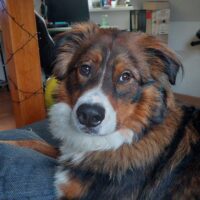 1-jähriger Berner- Aussie sucht ein neues Zuhause