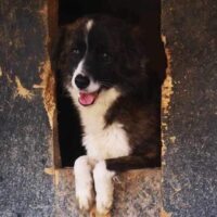 SAMUEL (mit Video-Link)