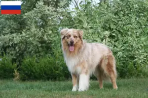 Mehr über den Artikel erfahren Australian Shepherd Züchter und Welpen in Russland