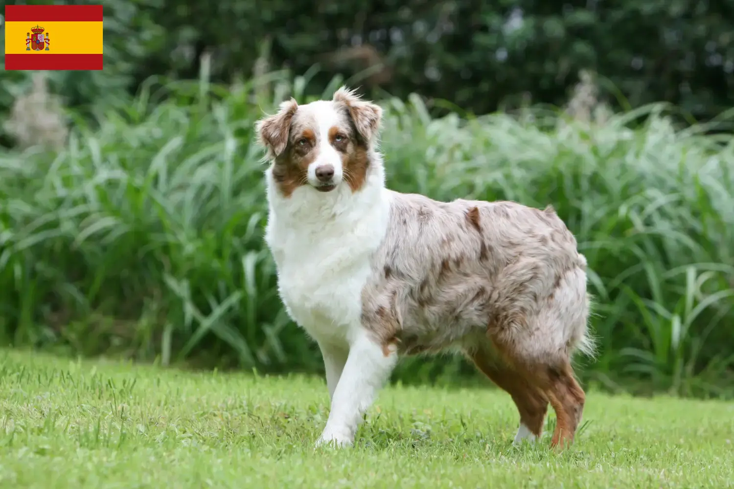 Australian Shepherd Welpen und Züchter Spanien Hier findest Du Australian Shepherds Züchter in Spanien.