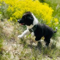 Australian Shepherd Welpen