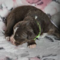 Australian Shepherd Welpen aus gesunder Linie mit ASCA Papieren suchen ein liebevolles Zuhause