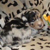 Australian Shepherd Welpen aus gesunder Linie mit ASCA Papieren suchen verantwortungsvolle Menschen