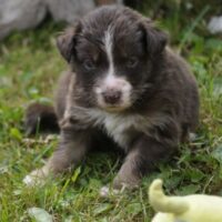 Australian Shepherd Welpen aus gesunder Linie mit ASCA Papieren suchen verantwortungsvolle Menschen