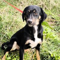 MAJA, junge Mix-Hündin, sehr lieb - gerne zu Kindern, Hunden, Katzen