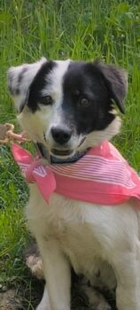 IDA, 1,5 J. alte Mix-Hündin (32 cm), freundlich, hübsch, verschmust, sucht sehr liebevolles Zuhause