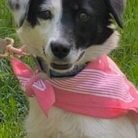 IDA, 1,5 J. alte Mix-Hündin (32 cm), freundlich, hübsch, verschmust, sucht sehr liebevolles Zuhause