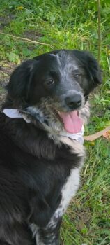 Sanfte, kuschelige DARA, 11 Mon. alt, toll mit Kindern, Katzen, Hunden