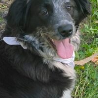 Sanfte, kuschelige DARA, 11 Mon. alt, toll mit Kindern, Katzen, Hunden
