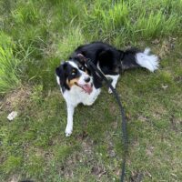 Ruby sucht ein erfahrenes neues zu Hause