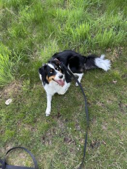 Ruby sucht ein erfahrenes neues zu Hause