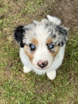 Bildhübsche Blue Merle Hündin sucht noch nach Ihrem Traumzuhause