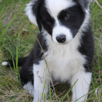 Australian Shepherd Welpen