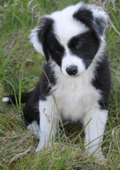 Australian Shepherd Welpen