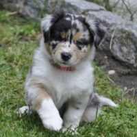 Australian Shepherd Welpen mit ASCA Pap.suchen ein liebevolles Zuhause