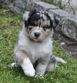 Australian Shepherd Welpen mit ASCA Pap.suchen ein liebevolles Zuhause