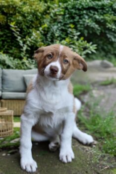 BEA, *02/2025, kuscheliges Hundekind, wird mittelgroß, toll für Familien