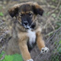 BONY, *02/2025, familientaugliche Kuschelhündin