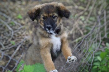 BONY, *02/2025, familientaugliche Kuschelhündin