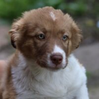 BRITA, *02/2025, verspieltes Hundekind, gerne zu Kindern, Katzen, Hunden