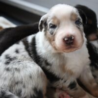 Australian Shepherd Welpen mit ICR Ahnentafeln