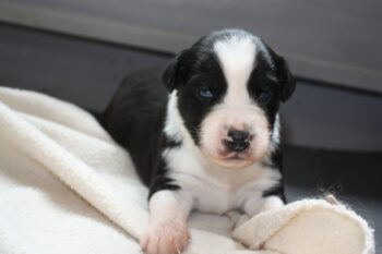 Australian Shepherd Welpen mit ICR Ahnentafeln