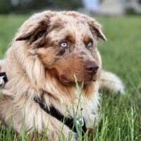 Liebevolles Zuhause für Flo (Australian Shepherd Blue Merle Rüde) gesucht