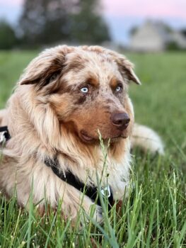 Liebevolles Zuhause für Flo (Australian Shepherd Blue Merle Rüde) gesucht