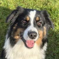 Australian Shepherd Deckrüde ASCA Black Tri, Brown Eyed, Showlinie