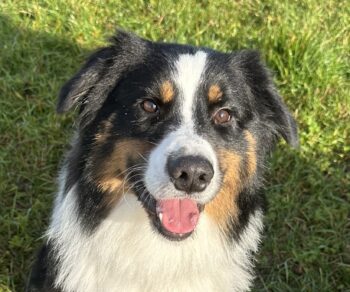 Australian Shepherd Deckrüde ASCA Black Tri, Brown Eyed, Showlinie