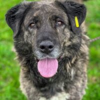 Ada – auf der Suche nach einem liebevollen Zuhause!