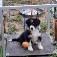 Aussie Hündin/Welpe sucht ein tolles Zuhause