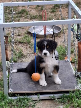 Aussie Hündin/Welpe sucht ein tolles Zuhause
