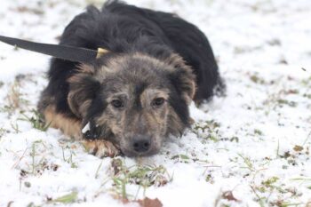 🩵Murphy sucht ein liebes Zuhause🩵mit VIDEOS!