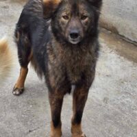 Motti - geb. 07/2023 - Klein/Mittelgroß