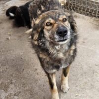 KODA (mit VIDEO)