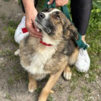 😭🆘POLLY - wartet seit Jahren in der Tötung auf Rettung!😭🆘