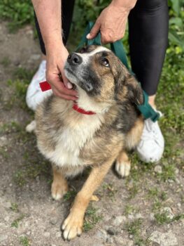 😭🆘POLLY - wartet seit Jahren in der Tötung auf Rettung!😭🆘